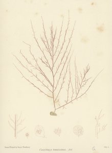 英国海草（自然印刷） 作者 英语学校